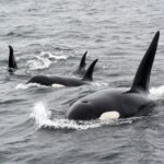 Eine Gruppe Orcas schwimmt durchs Wasser