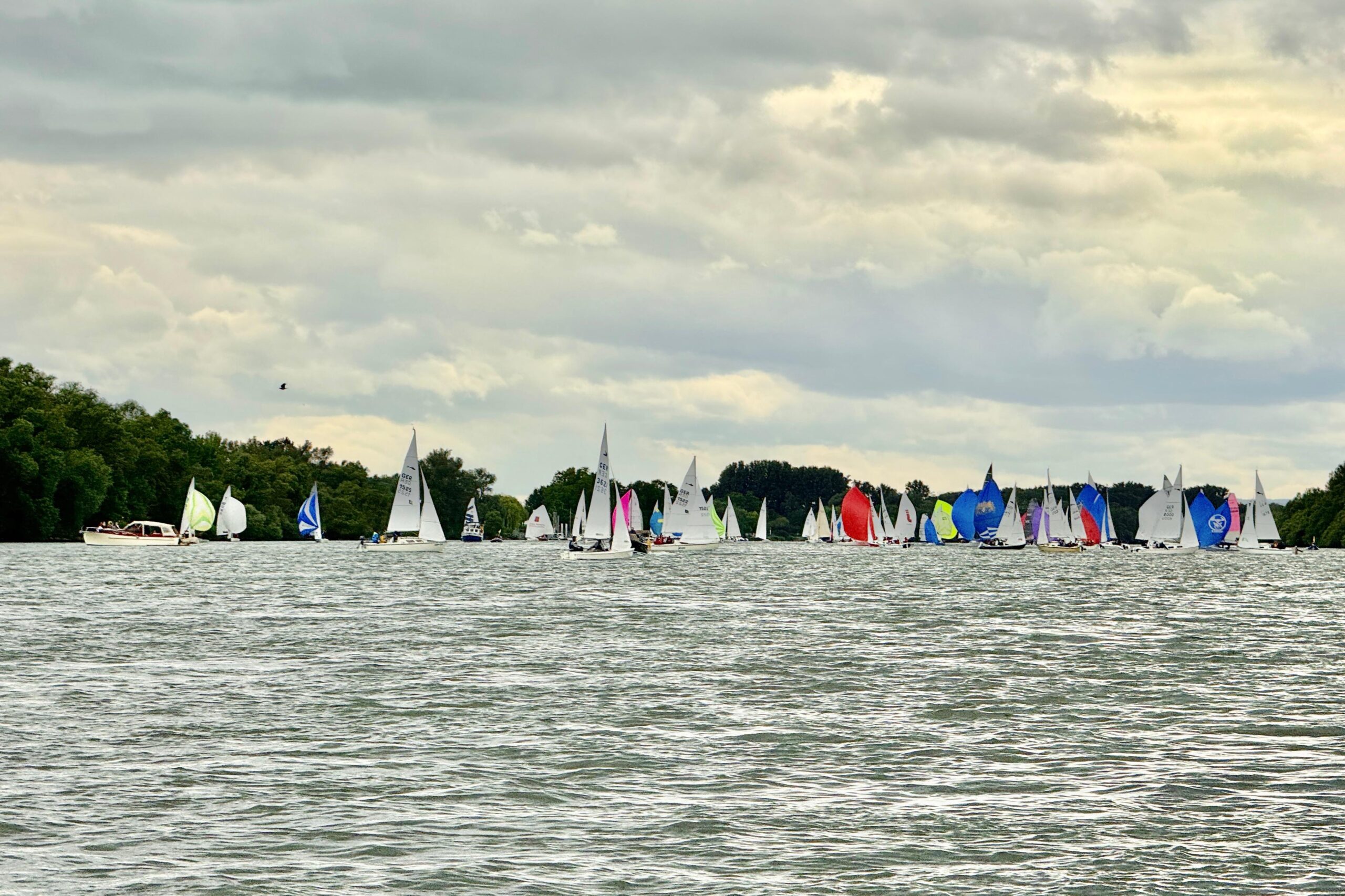 Viele Boote segeln mit weißen, roten, blauen und gelben Segeln auf dem Rhein. Am Ufer sind Bäume zu sehen. Der Himmel ist wolkig.