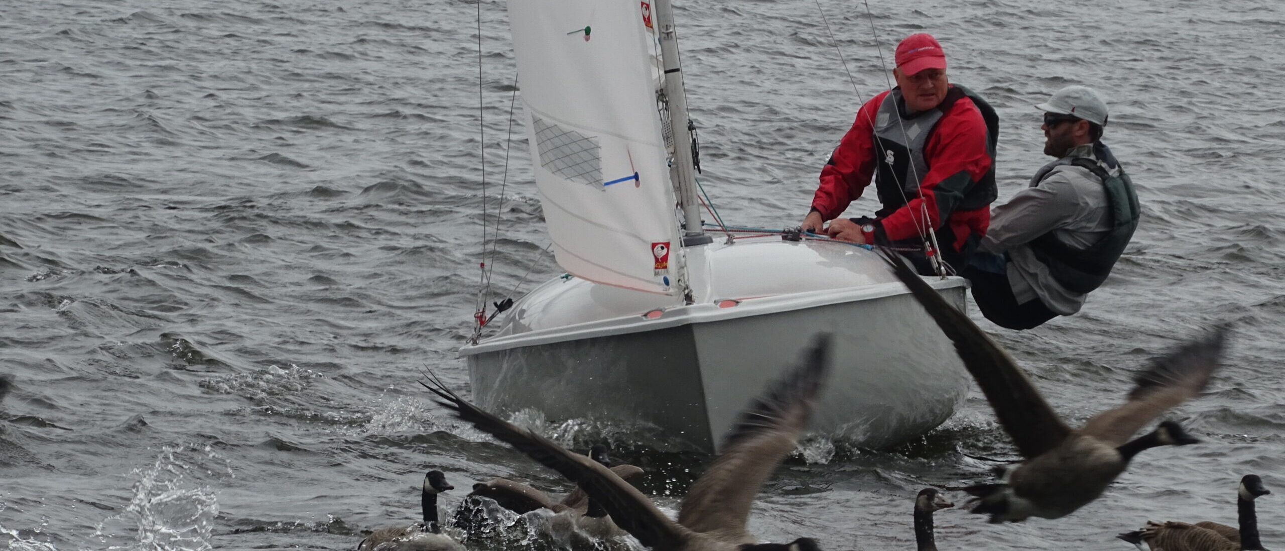 Zwei Männer auf einer weißen Segeljolle, im Vordergrund fliegende Gänse.