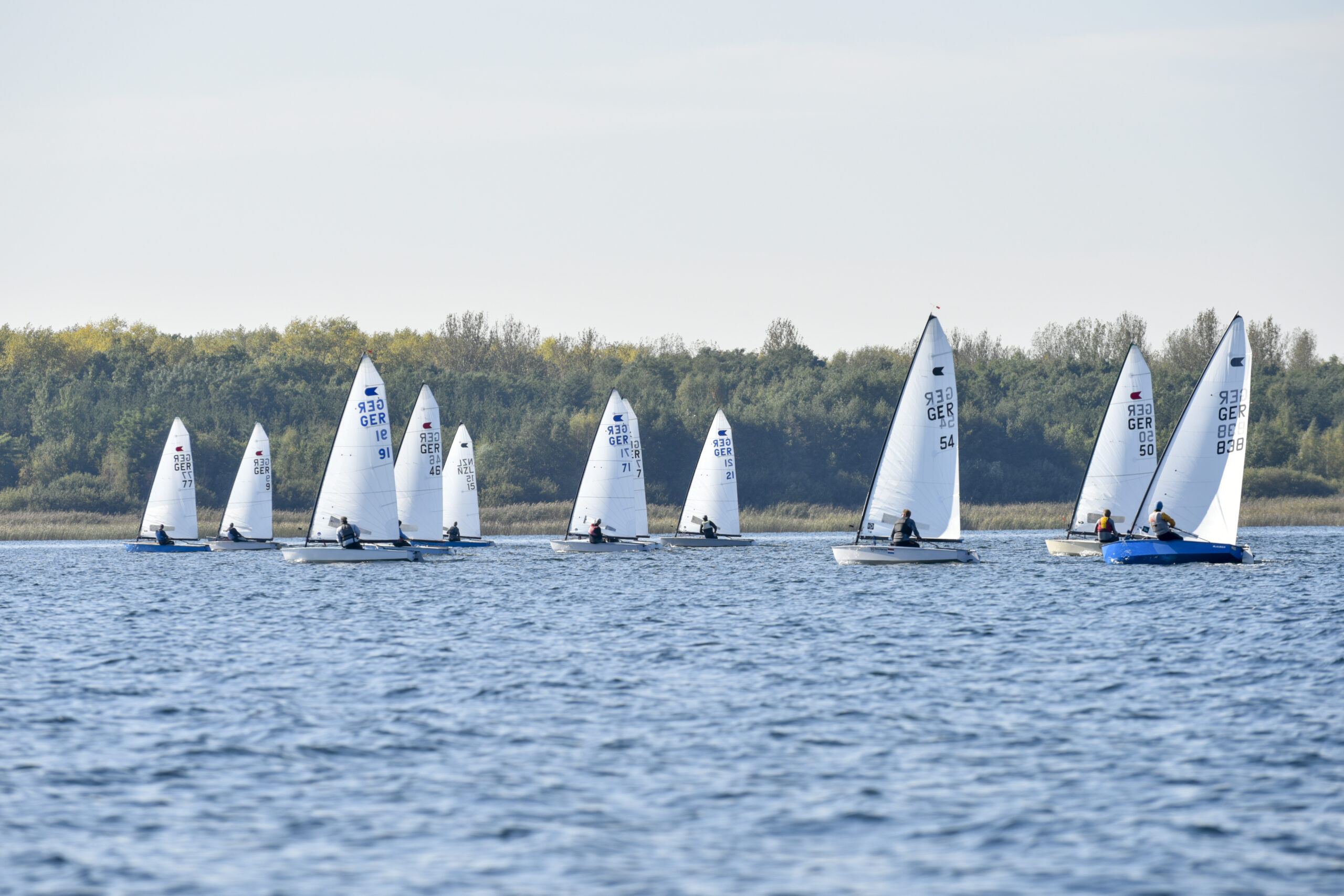 Mehrere Jollen mit weißen Segeln segeln auf einem See, im Hintergrund sind niedrige Bäume und Schilf zu erkennen.