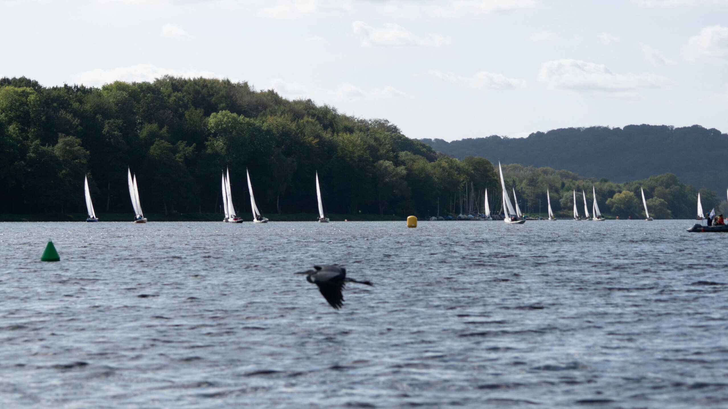 Kraniche fliegen vor Segler mit weißen Segeln an einem See, im Hintergrund grüner Wald.