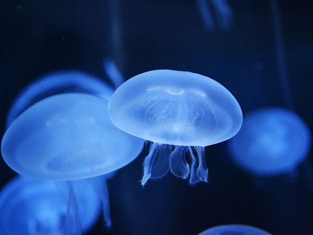 Werden Quallen künftig gezielt "abgefischt"? In der Forschung spielen die glibbrigen Meerestiere eine interessante Rolle. Foto: Kiara Sztankovics/Unsplash.com