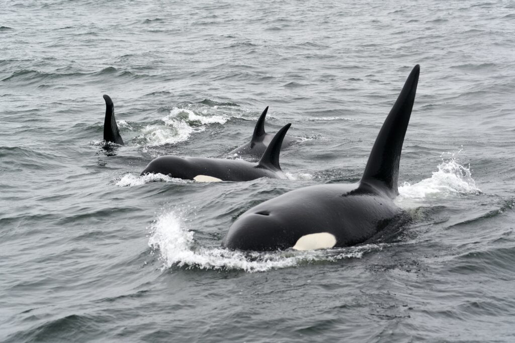 Laut Experten gehen die Angriffe stets von den gleichen Tieren aus: Sie gehören zur Population Orca Iberica, leben vor der Iberischen Halbinsel und ernähren sich vorwiegend von Thunfisch. Foto: Mike Doherty/Unsplash